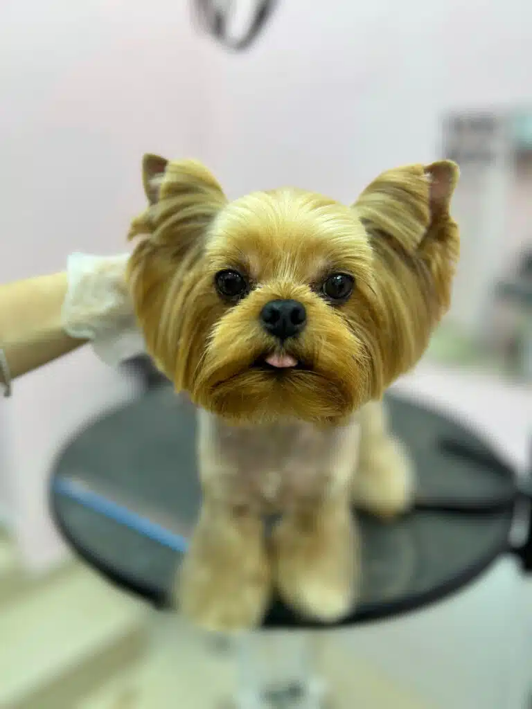 Грумер в прозорій рукавичці притримує йорка, щоб він не впав з круглого чорного стола