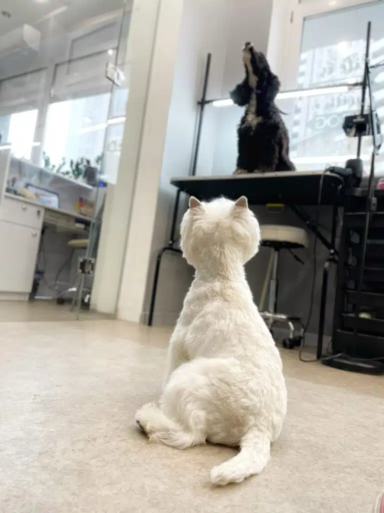 Білий вест, сидячи на підлозі, дивиться на чорного спанієля зверху на столі