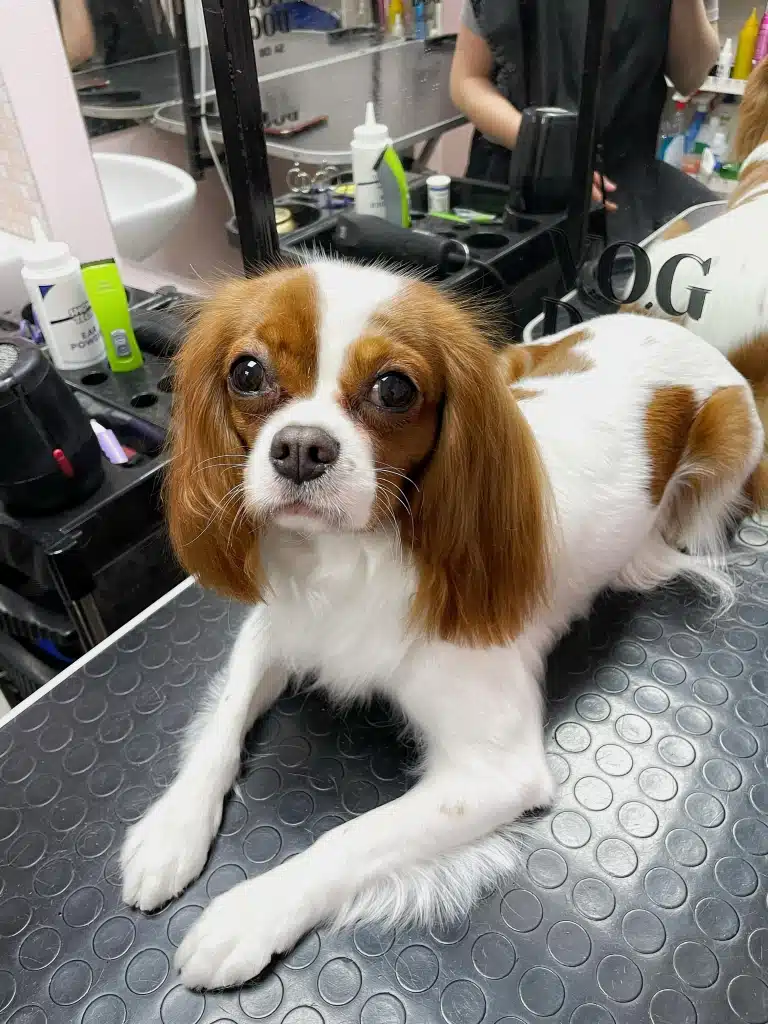 Кавалер кінг чарльз спанієль з короткою шерстю акуратно поклав перед собою свої довгі лапки та підняв погляд догори