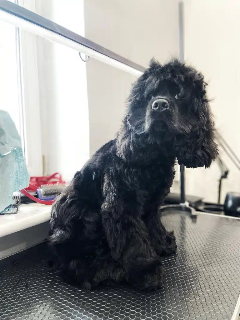 Чорний спанієль з масною шерстю сидить під вимкнутою лампою на столі