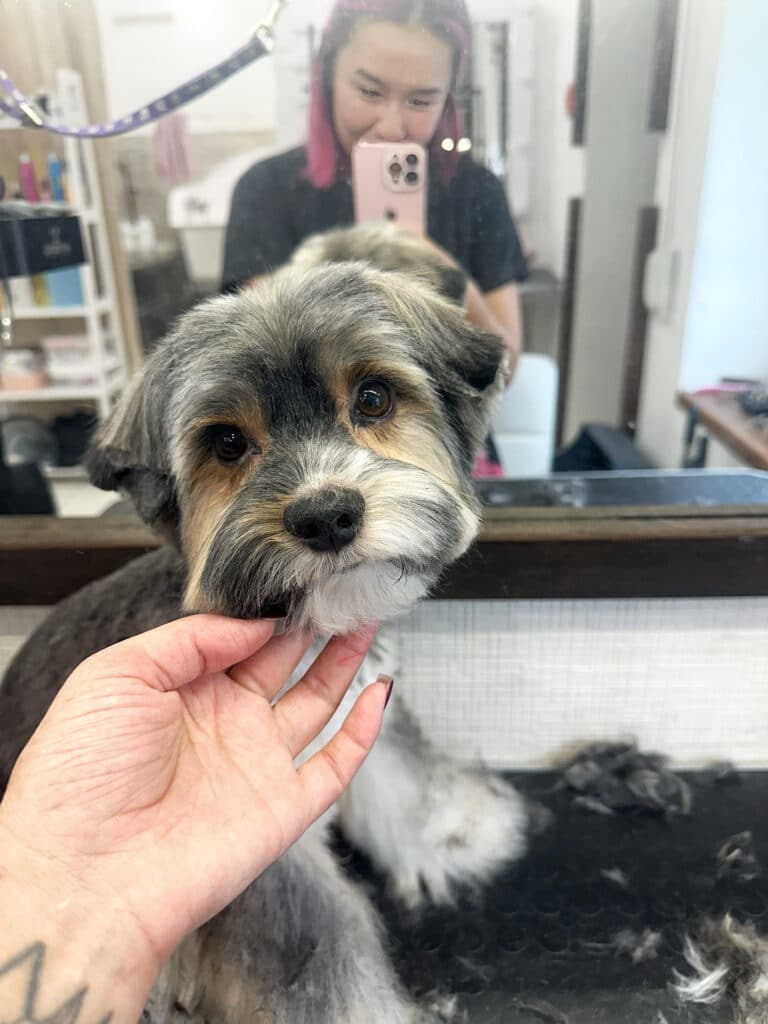 Грумер з рожевим коротким волоссям фотографує на айфон сірого бівер-йорка з білими та рудими плямами по тілу