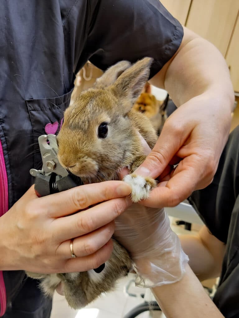 Грумер з серденьком на кишені мацає кігтик на лапі невеликого кролика