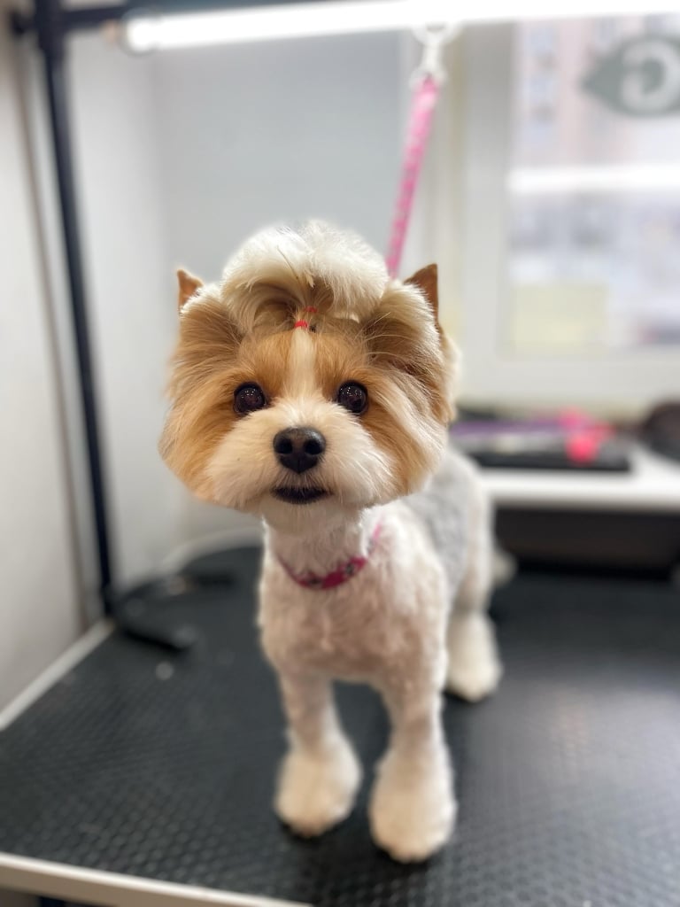 Бівер-йорк з пальмочкою на голові, зав'язаною за допомогою червоних резинок, має милий вигляд