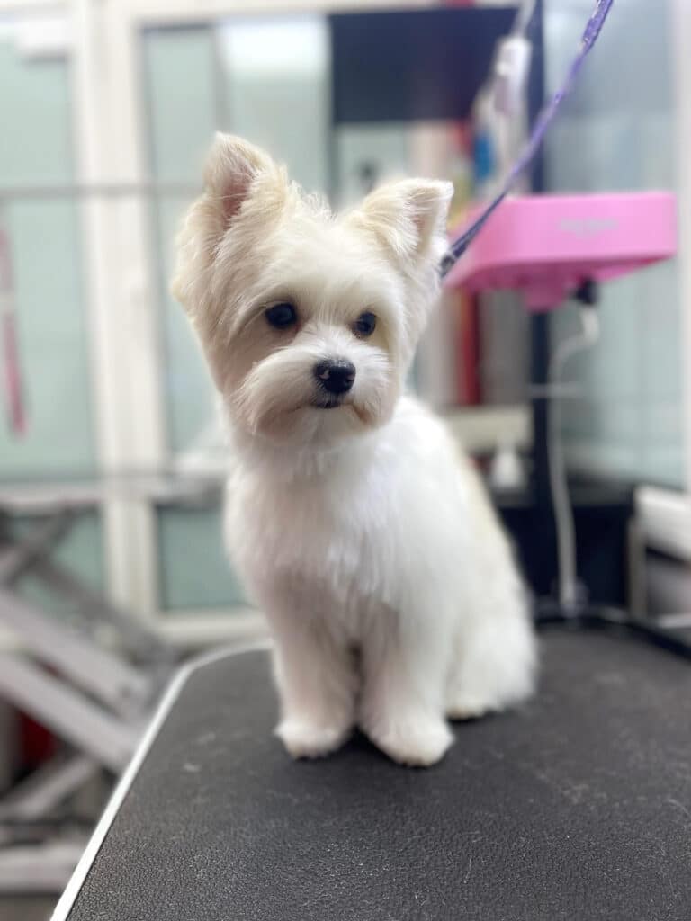 Білий бівер-йорк стоїть на краю грумерського стола зі срібною окантовкою на фіолетовій ринговці