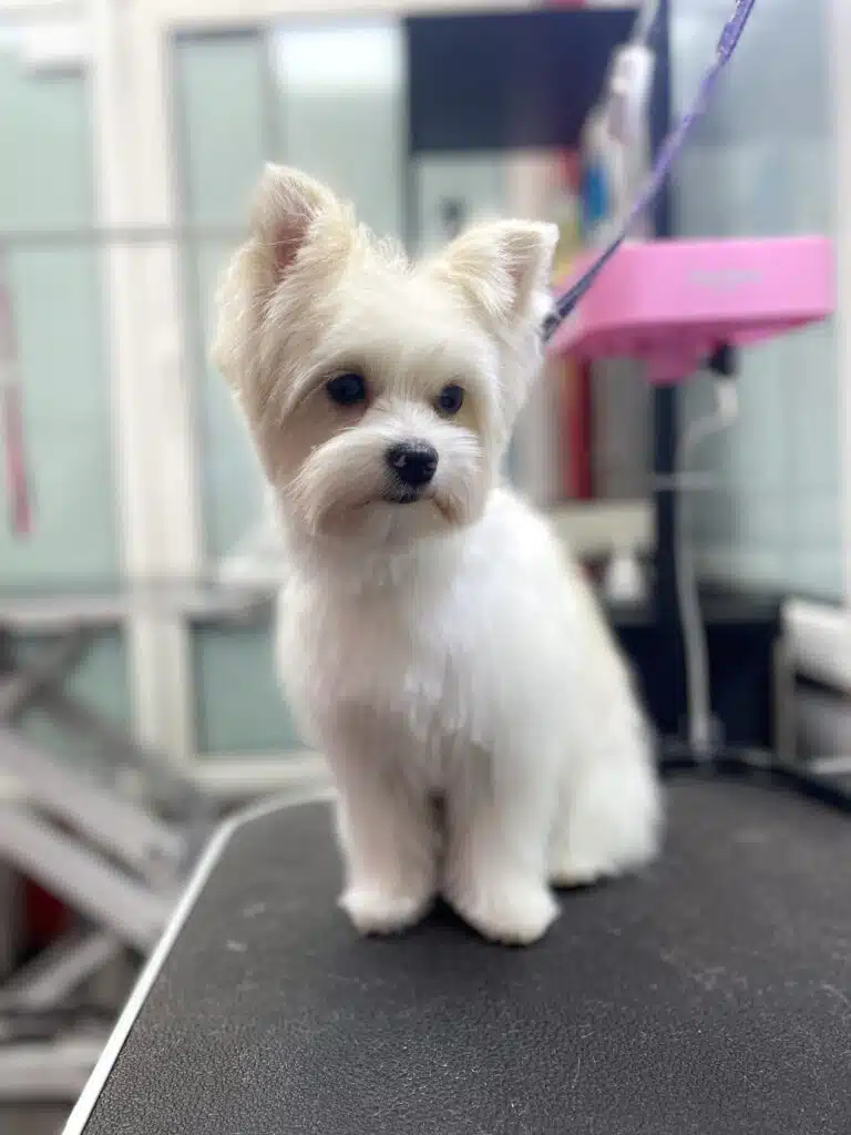 Білий бівер-йорк стоїть на краю грумерського стола зі срібною окантовкою на фіолетовій ринговці