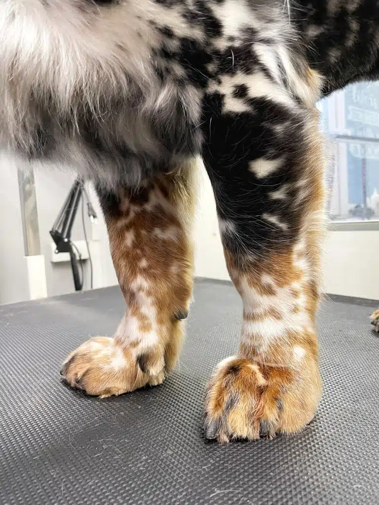 Лапи собаки вкриті коричнево-чорною шерстю з білими плямами, що вказує на окрас "мерль"