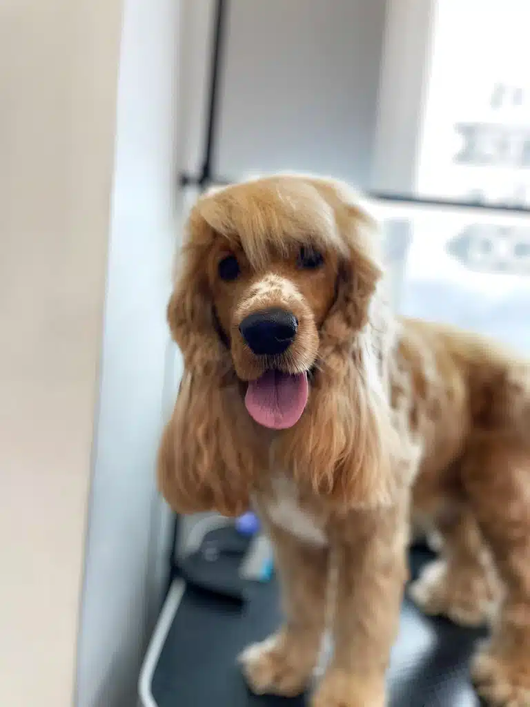 Спанієль світло-коричневого окрасу з чубчиком нижче очей має розкішну шерсть на вушках