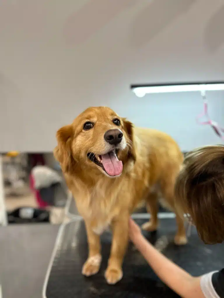 Світло-коричневий пес відкрив рота, поки грумер оглядає шерсть на животі