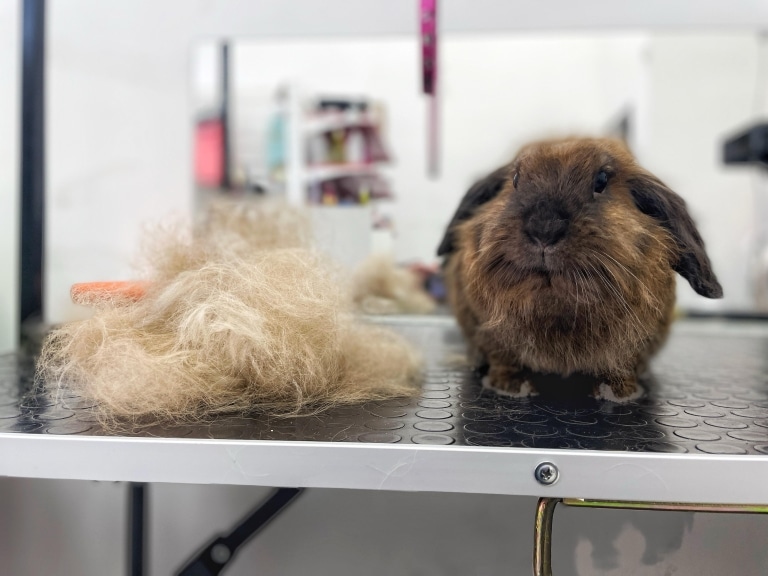Перед дзеркалом на столі лежить купа світлої шерсті та кролик, з якого цю шерсть було вичесано