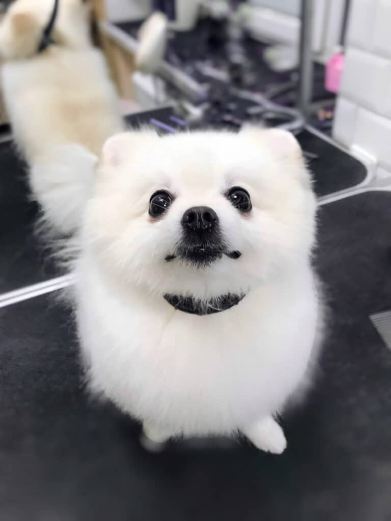 Білий шпіц на чорній ринговці сидить на столі та дивиться вверх