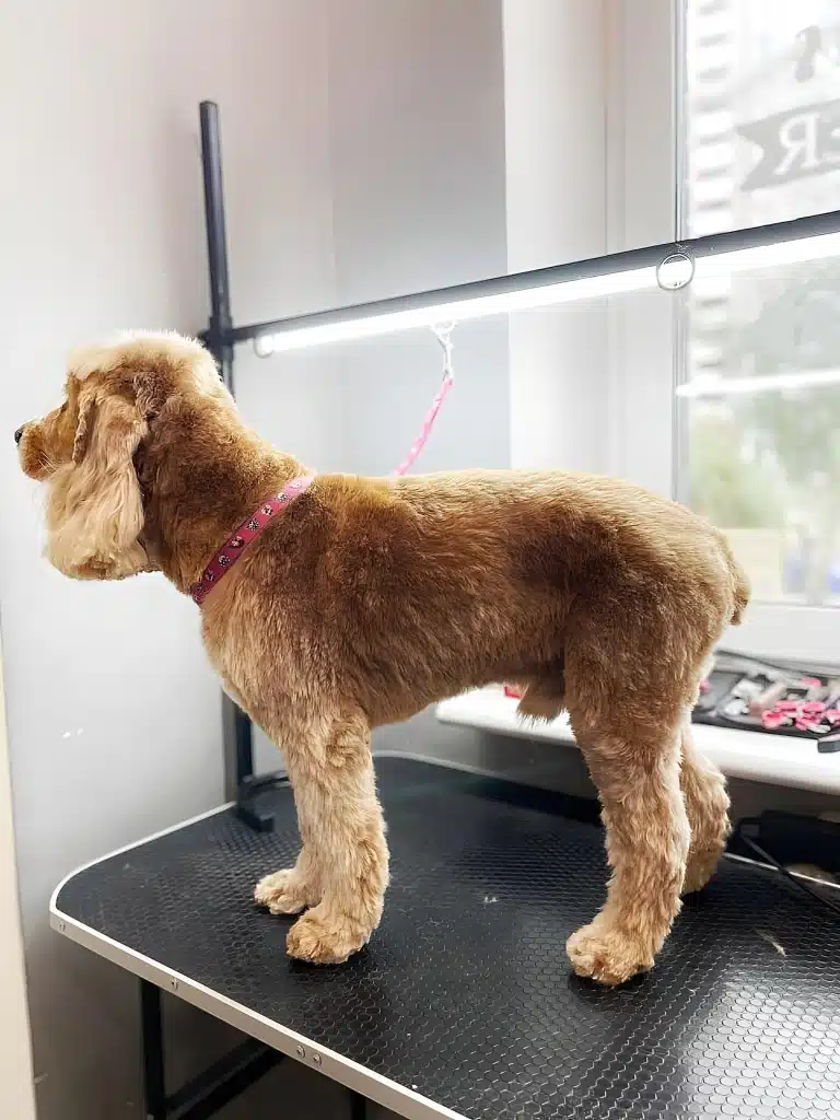 Коротко підстрижений спанієль стоїть боком в рожевій ринговці на краю столі та дивиться на щось