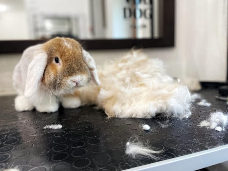 Кролик з коричневою головою має рожеву шкіру навколо очей та білий пухнастий носик