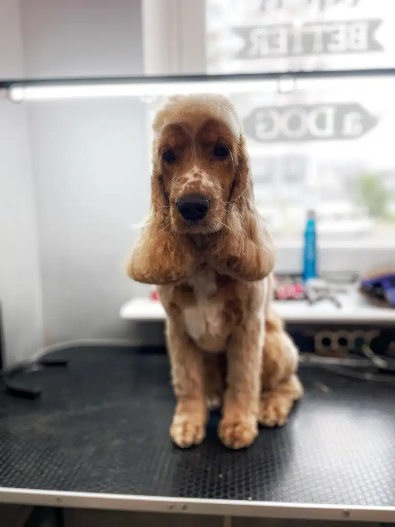 Світло-коричневий спанієль трохи опустив очі, наче чимось засмучений після грумінгу