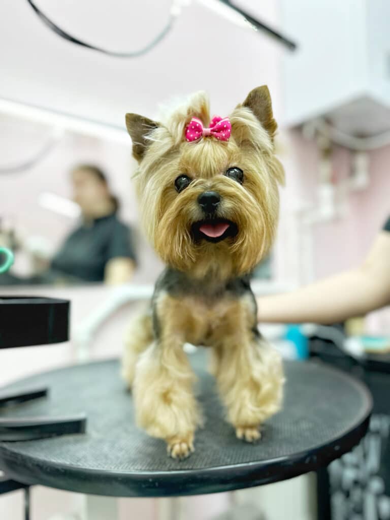 Грумер правою рукою притримує йорка з рожевим метеликом щоб не впав зі стола