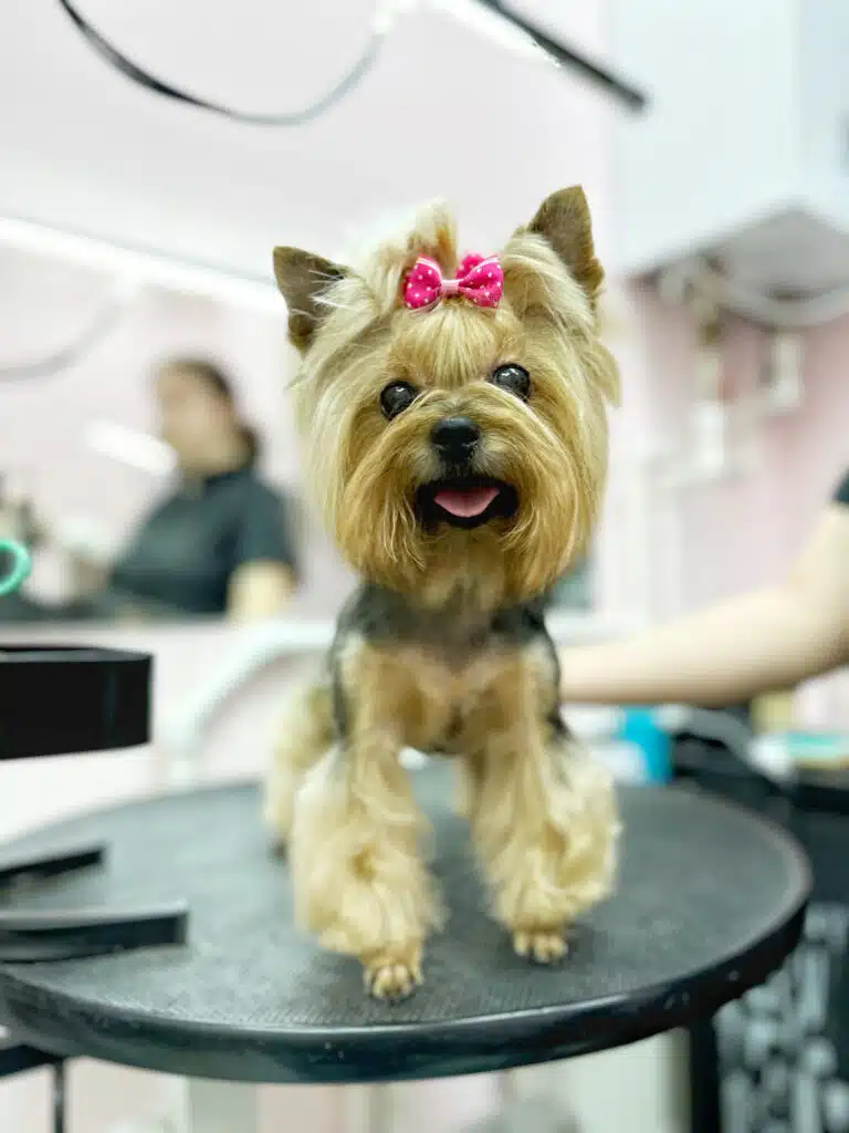 Грумер правою рукою притримує йорка з рожевим метеликом щоб не впав зі стола