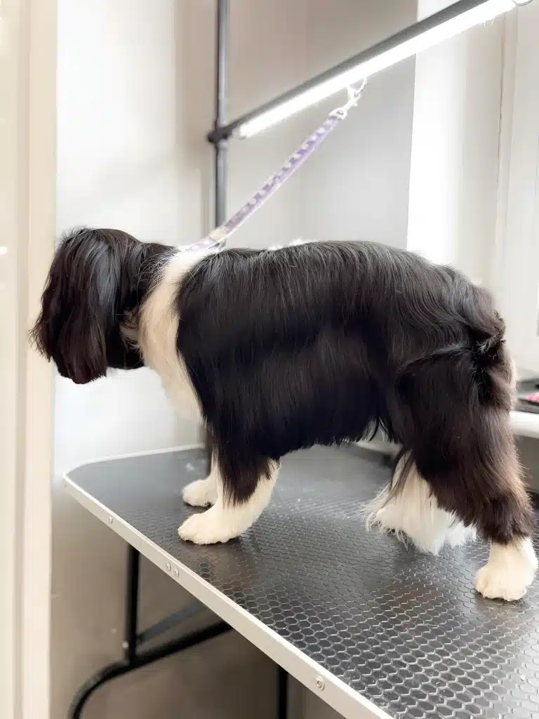 Кавалер кінг чарльз спанієль має довгу рівну спідничку після стрижки в грумінг-салоні