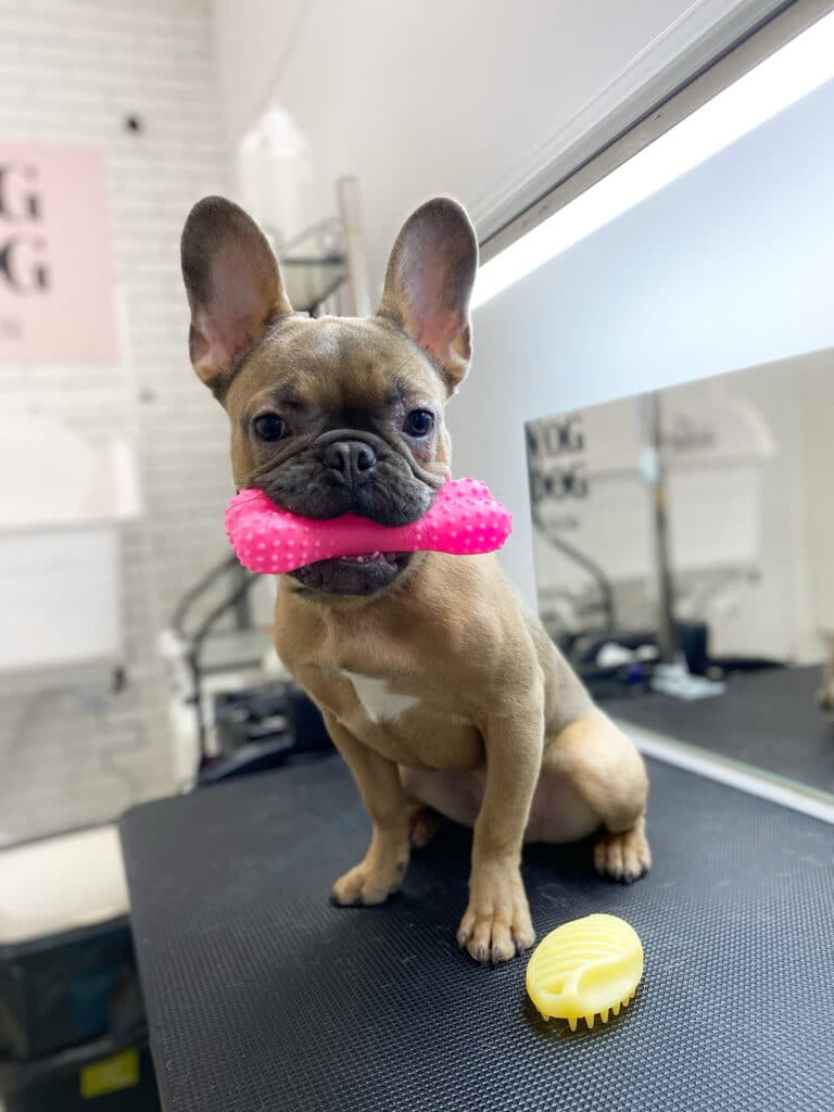 Маленький бульдог з білою плямкою на грудях тримає в зубах рожеву кісточку з пупирками