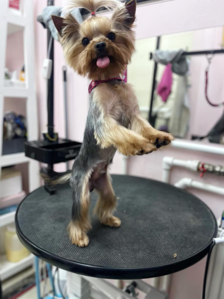 Йорк з топ кнотом став на задні лапи на круглому чорному столі, та виконує свій танок