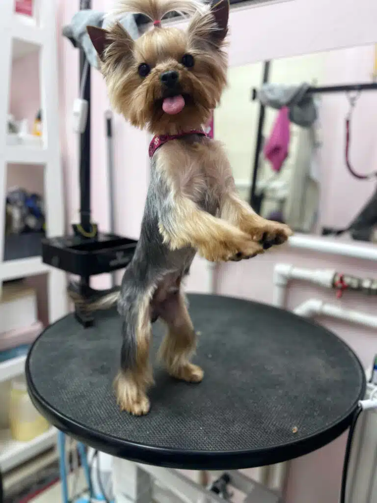 Йорк з топ кнотом став на задні лапи на круглому чорному столі, та виконує свій танок