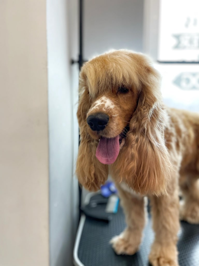 Спанієль з білими плямками біля носа має густу гривку на голові