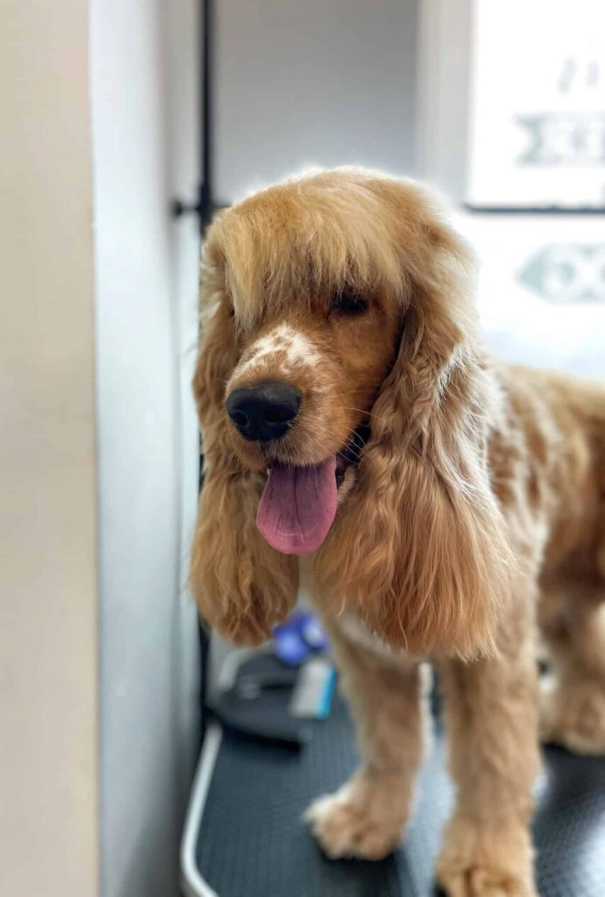 Спанієль з білими плямками біля носа має густу гривку на голові