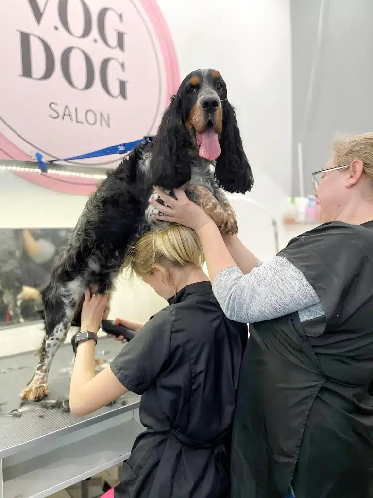 Помічник тримає спанієля за передні лапи поки грумер забриває зону гігієни машинкою
