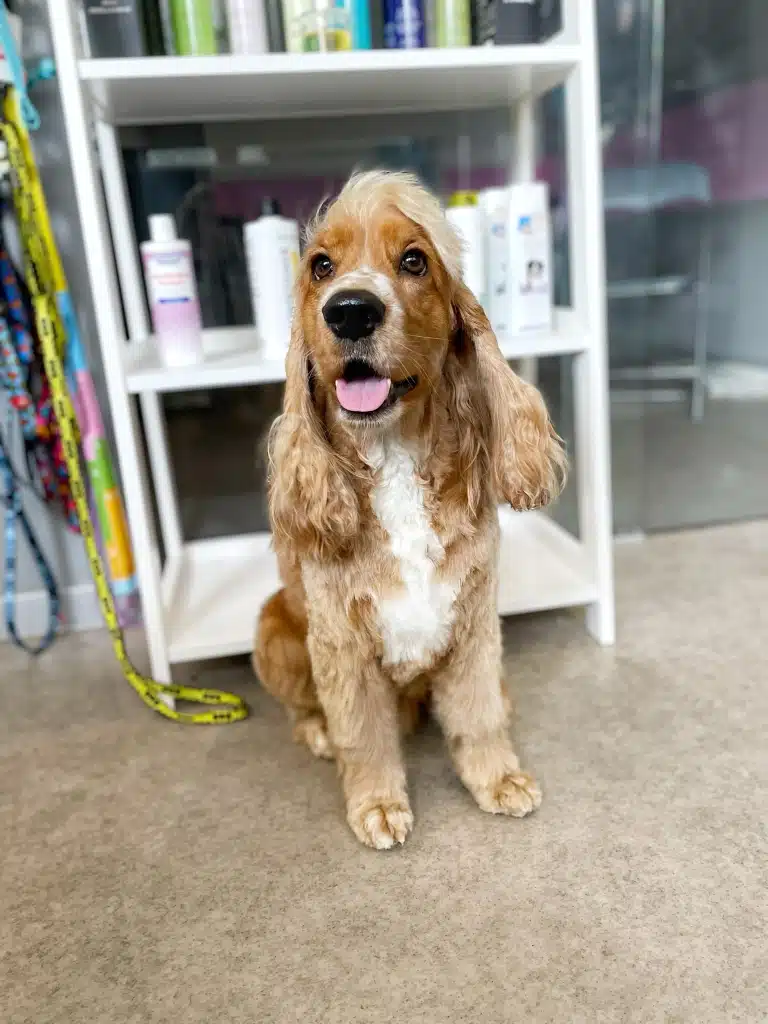 Світло-коричневий спанієль з білою грудкою має зачесаний на правий бік чубчик