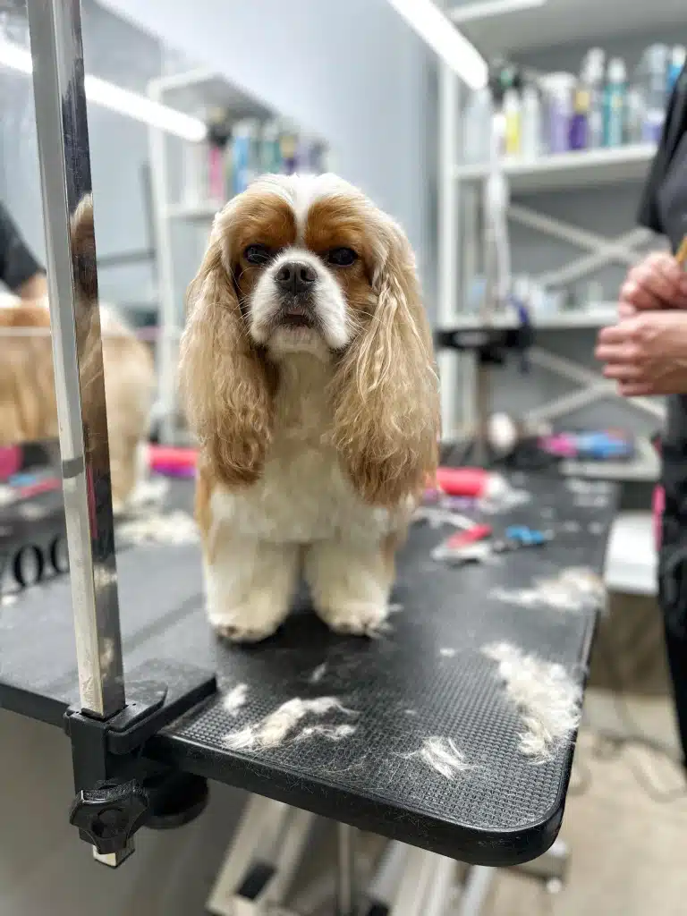 Кавалер кінг чарльз спанієль з хвилястою шерстю на вушках має білу мордочку з коричневими плямами біля очей