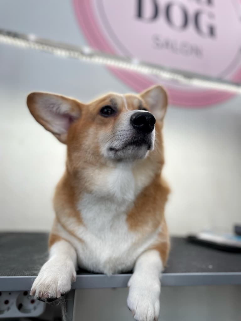 Коргі лежить на столі під рожевим банером грумінг-салону
