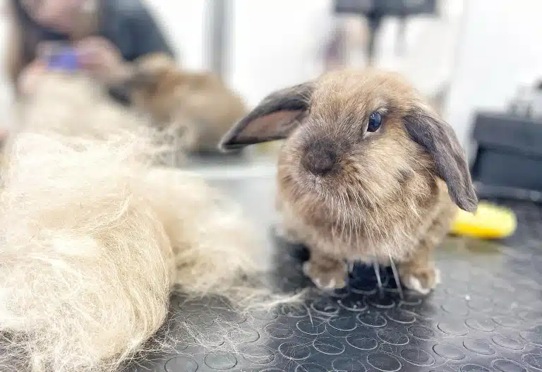 Перед кроликом з коричневими віями лежить купа шерсті, що була вичесана під час грумінгу