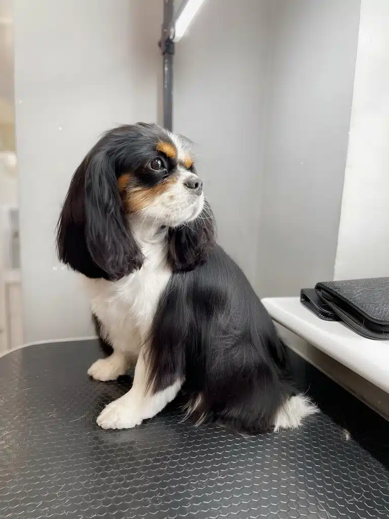 Кавалер кінг чарльз спанієль сидить спиною до підвіконня, але голову повернув до вікна