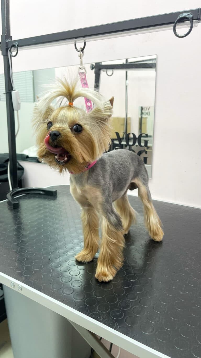 Золотистий йорк з сірим тулубом облизує чисту шерсть навколо рота, дивлячись прямо в камеру