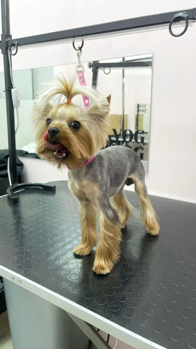 Золотистий йорк з сірим тулубом облизує чисту шерсть навколо рота, дивлячись прямо в камеру