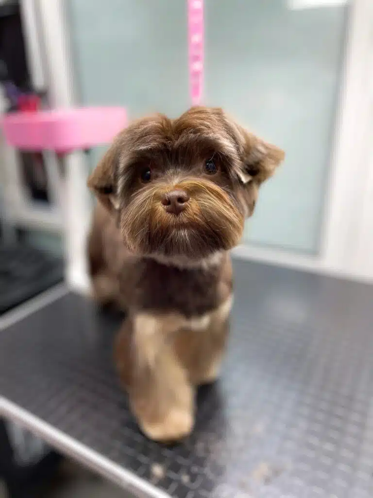 Коричневий мальтіпу з рівною шерстю та висячими вушками поставив вперед праву лапку