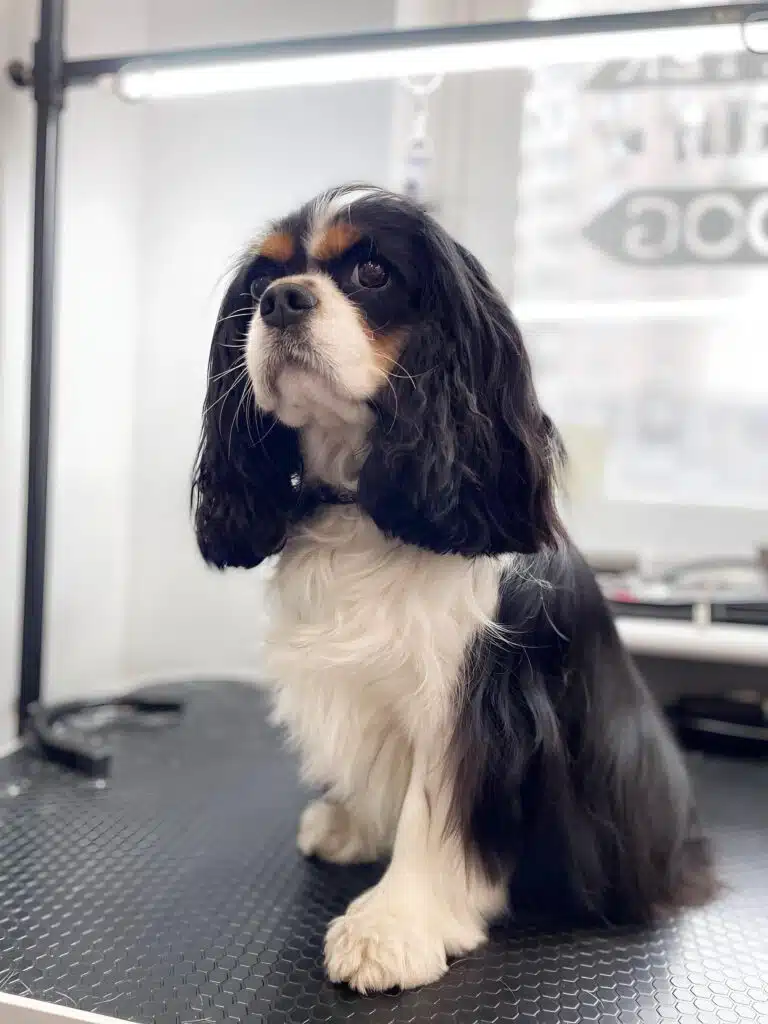 Кавалер кінг чарльз спанієль поставив попереду праву білу лапу та велично дивиться поперед себе