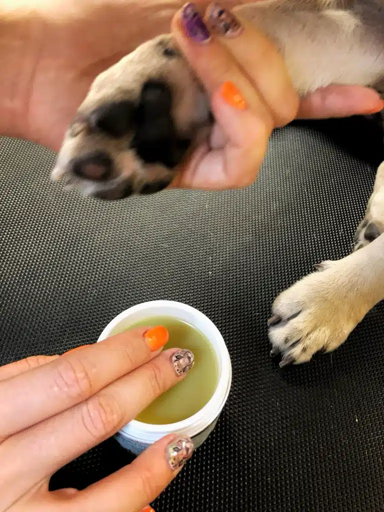 Дівчина з помаранчевим манікюром наносить захисний віск на подушечки лап собаки