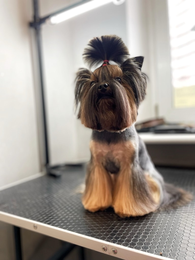 Йорк з лапками-кльош має довгу бороду та хвостик-пальму