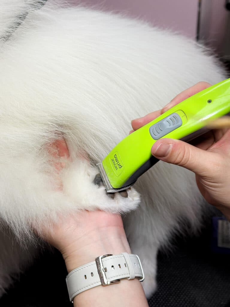 Грумер з білим годинником забриває салатовою машинкою подушечки лапи білого шпіца