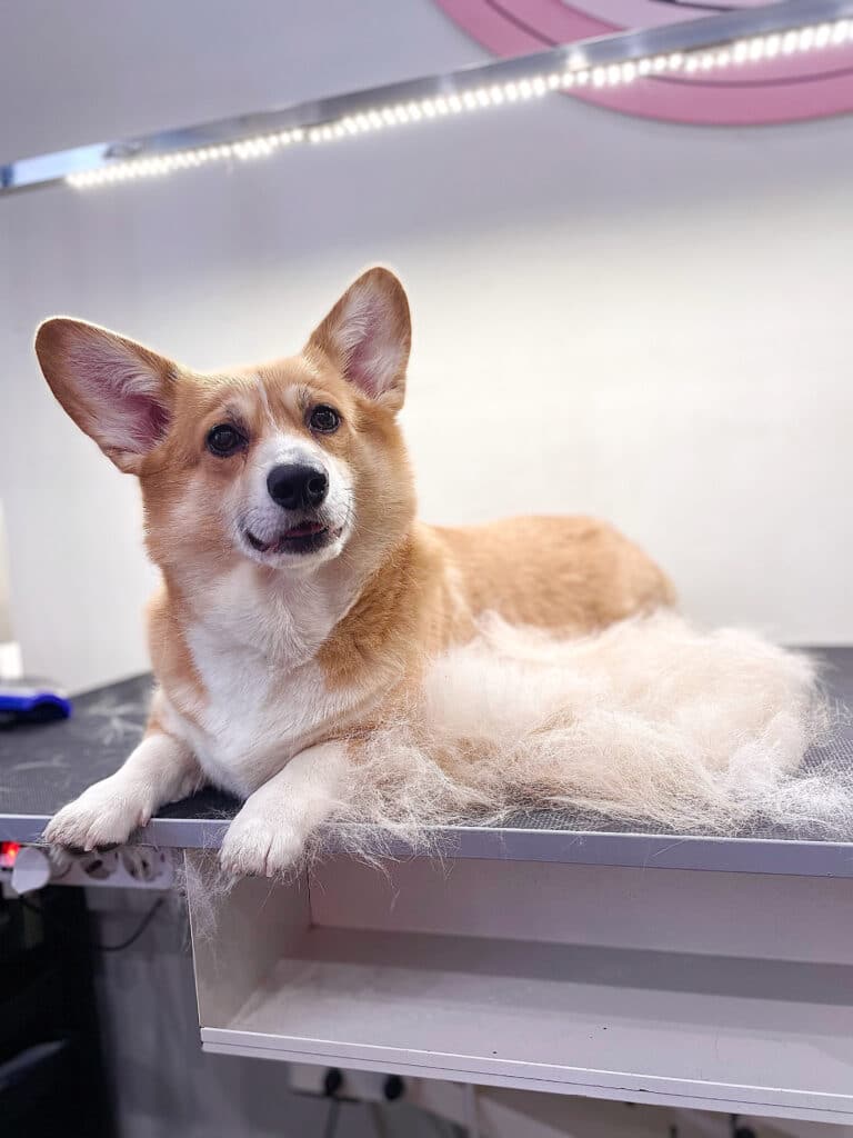 Під світлом довгої лампи лежить коргі поруч з купою вичесаного підшерстя