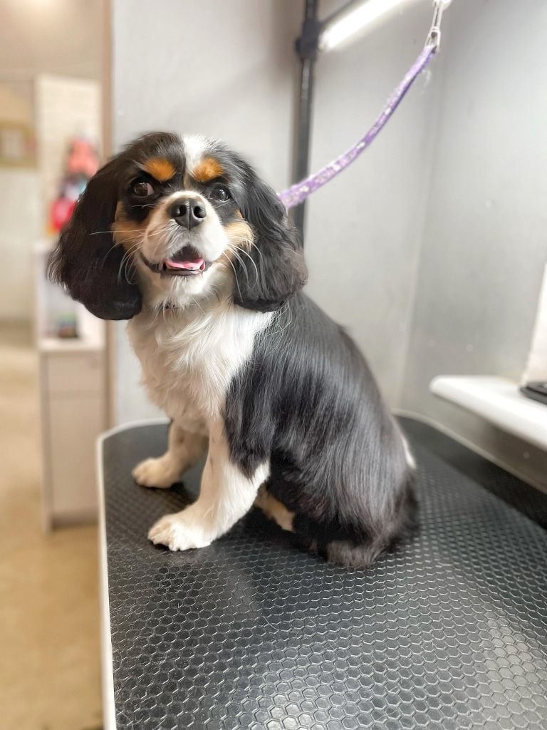 Кавалер-кінг-чарльз-спанієль стандартного окрасу голову тримає рівно, а очі в цей час дивляться в інший бік