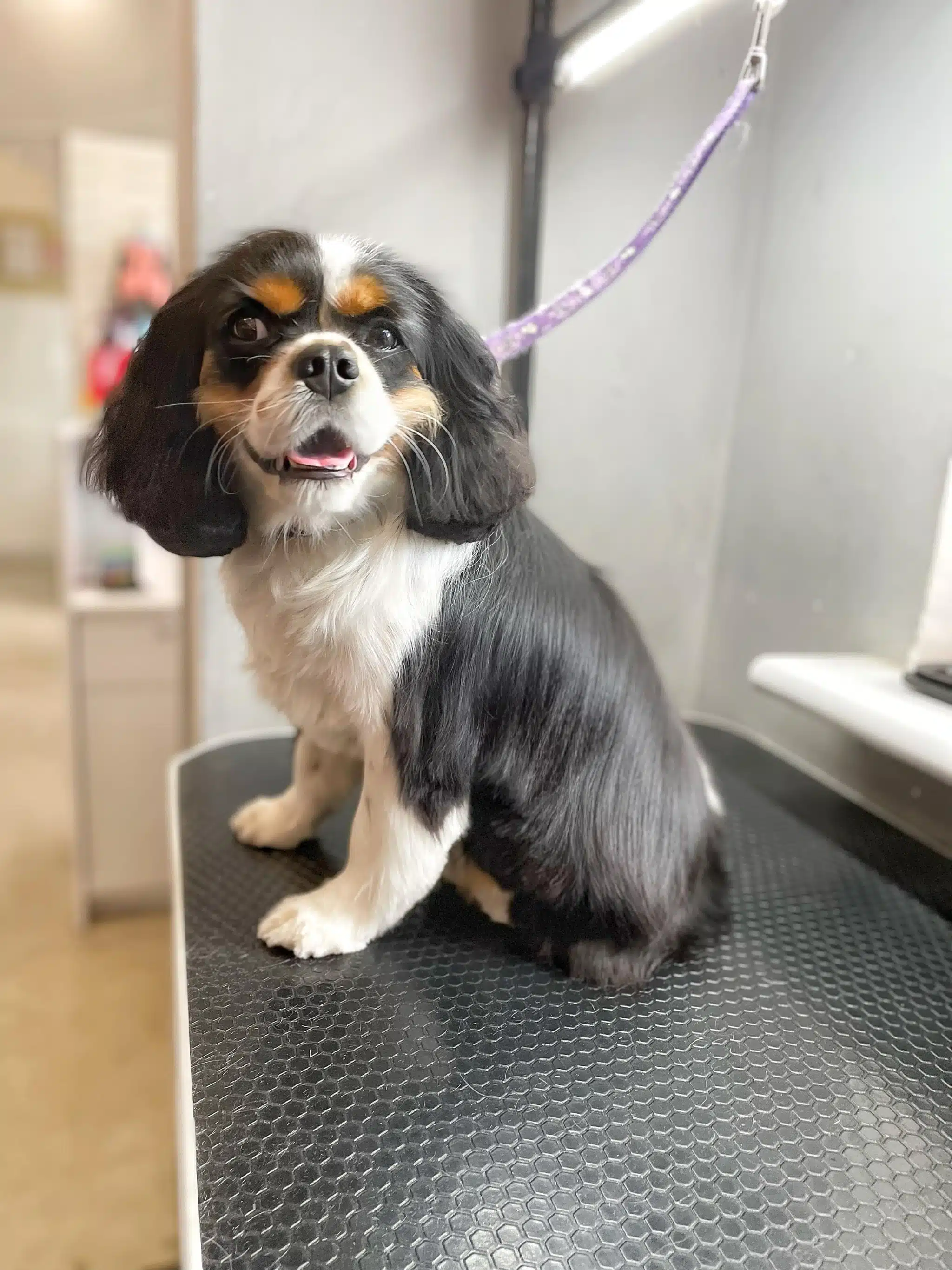 Кавалер-кінг-чарльз-спанієль стандартного окрасу голову тримає рівно, а очі в цей час дивляться в інший бік