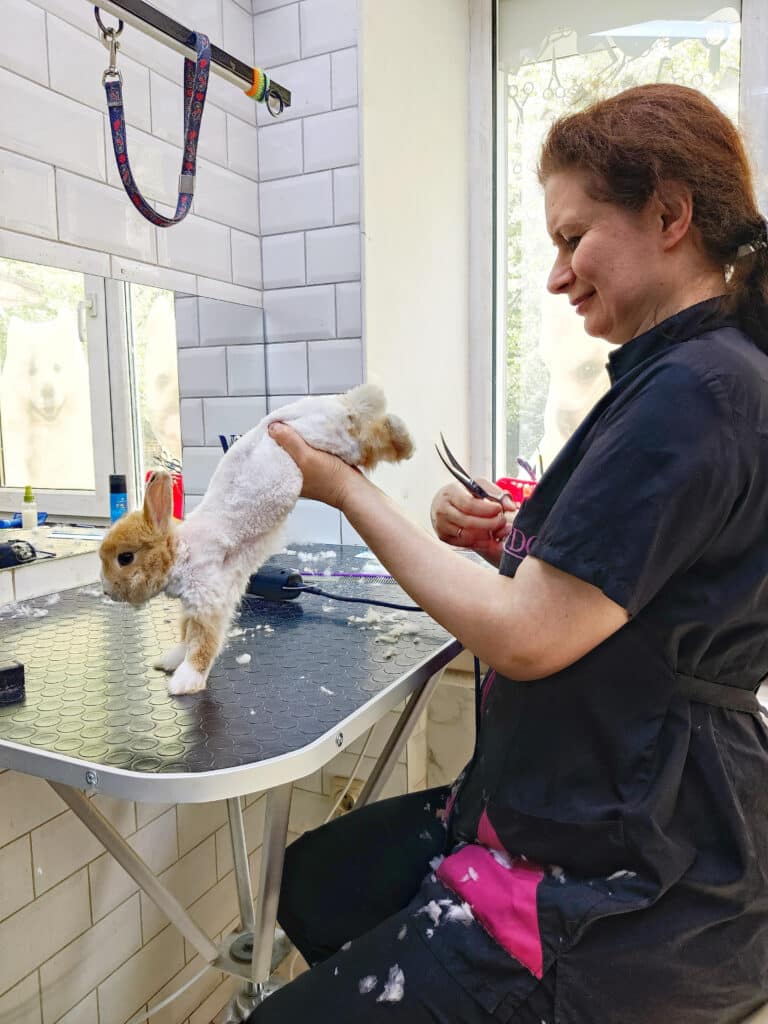 Грумер з зав'язаним волоссям тримає під животиком кролика, щоб ножицями підстригти шерсть на лапах