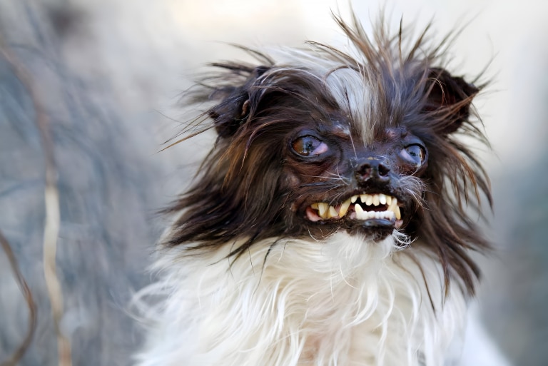 Білий пес з коричневою головою має жовті зуби та закочені очі