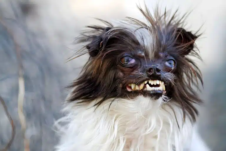 Білий пес з коричневою головою має жовті зуби та закочені очі