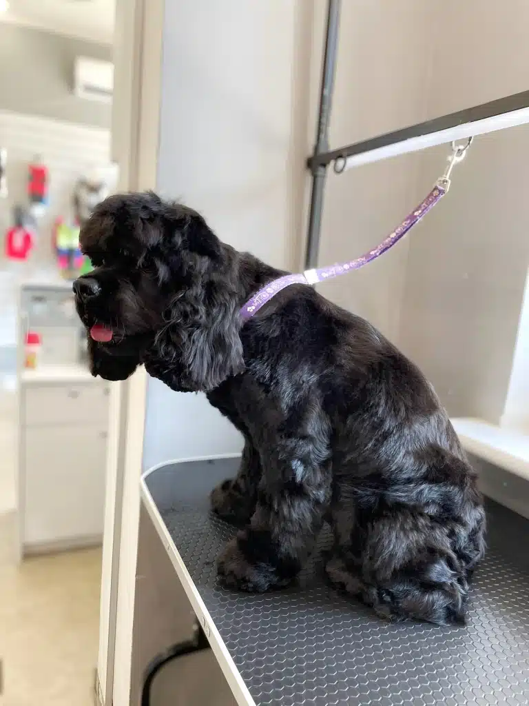 Чорний спанієль на фіолетовій ринговці сидить на столі при вході в грумерську