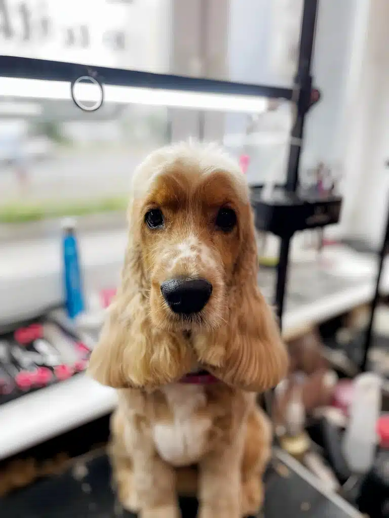 Голова спанієля світлого кольору з плямами на носі, а зачіску на голові розділяє рівний проділ