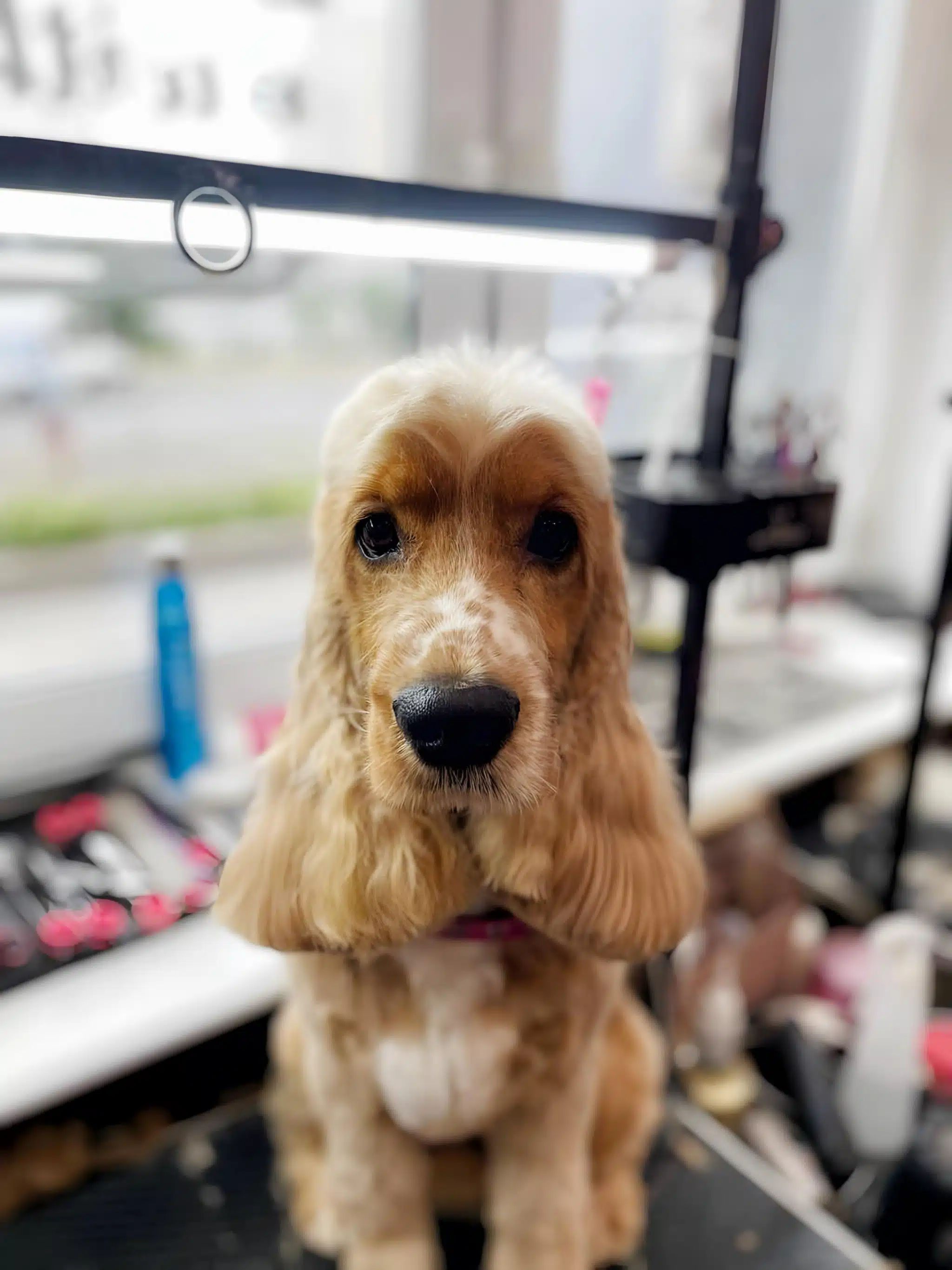 Голова спанієля світлого кольору з плямами на носі, а зачіску на голові розділяє рівний проділ