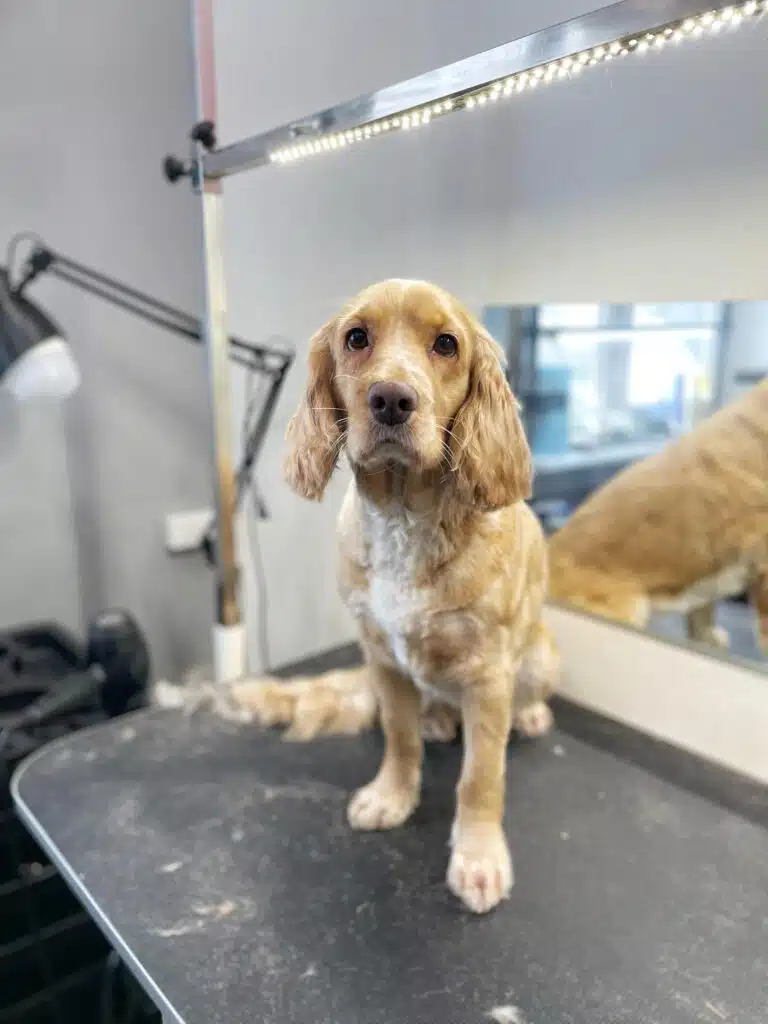 Світлий спанієль після стрижки має коротку шерсть, як і хотіли власники