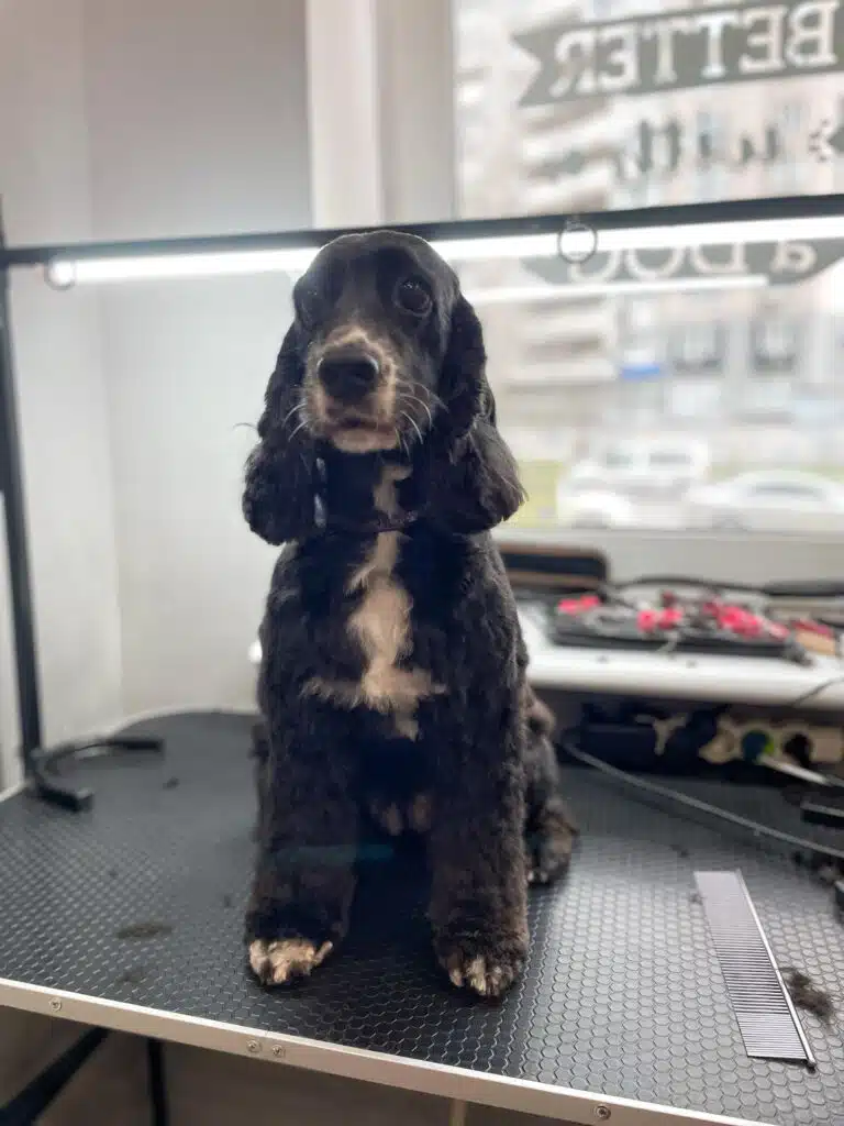 Підстрижений чорний спанієль має трохи білої шерсті на лапках, грудці та біля носика