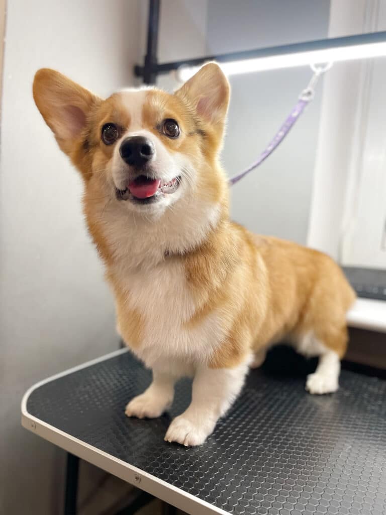 Коргі на фіолетовій ринговці стоїть на блискучому столі після стрижки